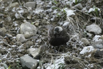 Black Rosy-finch D4EC3629.jpg