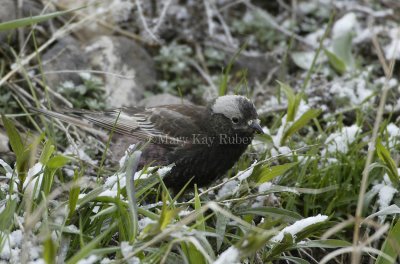 Black Rosy-finch _D4EC3607.jpg