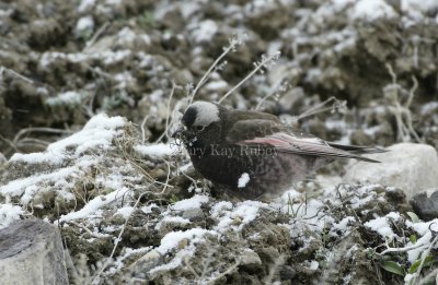 Black Rosy-finch _D4EC3636.jpg