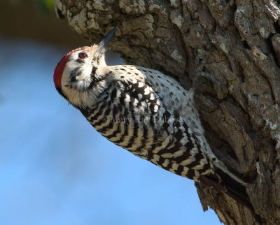 LADDER-BACKED WOODPECKERS (Picoides scalaris)