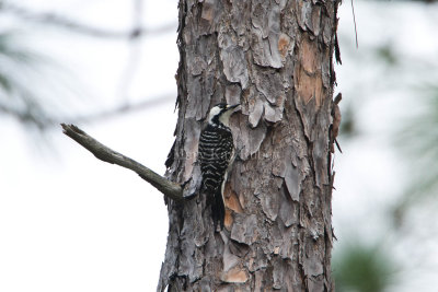 Red-cockaded Woodpecker D4EC3956.jpg