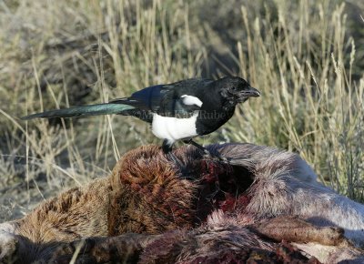 Black-billed Magpie 58FB6639.jpg