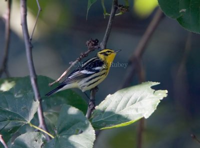 Blackburnian Warbler _S9S6881.jpg