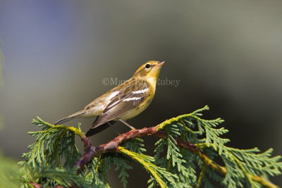 Blackburnian Warbler fall juv _S9S7867.jpg