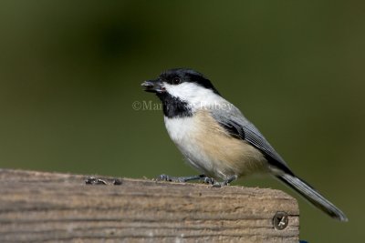 Black-capped Chickadee with seed _S9S8016.jpg
