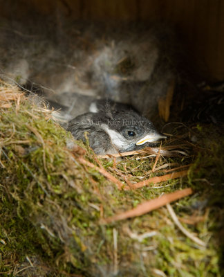 Black-capped Chickadees in nest box _I9I9888.jpg