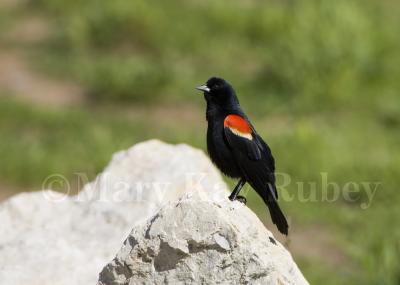 Red-winged Blackbird _S9S9734.jpg