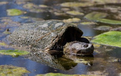 Common Snapping Turtle _S9S2690.jpg