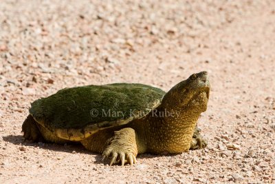Snapping Turtle (SD) _H9G9614.jpg