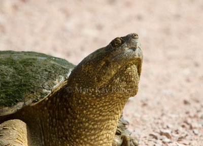 Snapping Turtle (SD) _H9G9616.jpg
