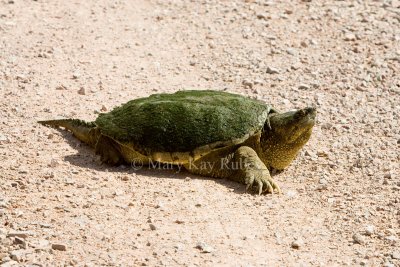 Snapping Turtle (SD) _H9G9620.jpg