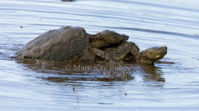 Snapping Turtles mating (SD) _S9S9264.jpg
