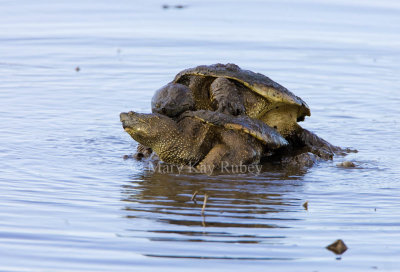 Snapping Turtle mating (SD) _S9S9260.jpg