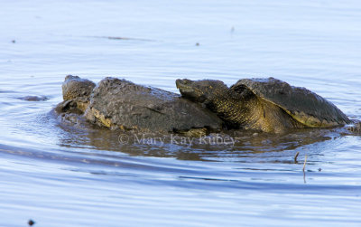 Snapping Turtle mating (SD) _S9S9262.jpg