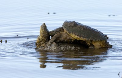 Snapping Turtle mating _S9S9271.jpg
