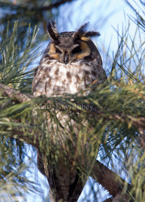 Long-eared Owl 0I9I0309.jpg