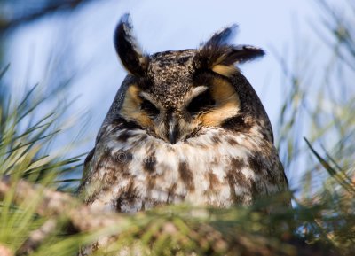 Long-eared Owl 0I9I0335.jpg