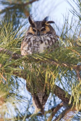 Long-eared Owl 0I9I0419.jpg