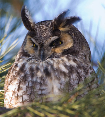 Long-eared Owl 0I9I0446.jpg
