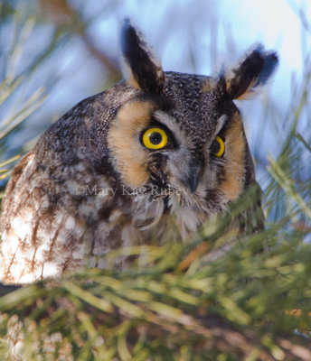 Long-eared Owl 0I9I0452.jpg
