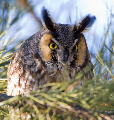 LONG-EARED OWLS (Asio otus)