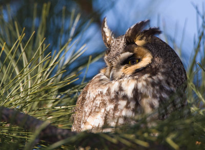 Long-eared Owl 0I9I0479.jpg