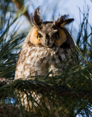 Long-eared Owl 0I9I0582.jpg
