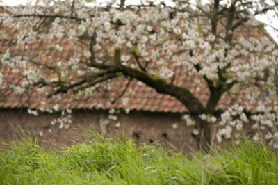 haspengouw_2