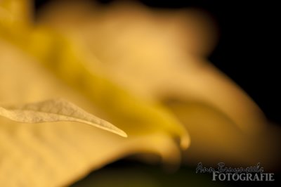DSC_2747em.jpg