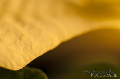 DSC_2753em.jpg