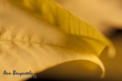 DSC_2765em.jpg