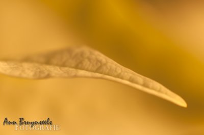 DSC_2770em2.jpg