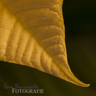 DSC_2775em.jpg