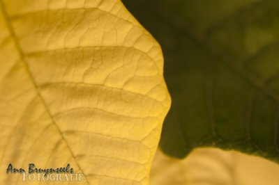 DSC_2798em.jpg