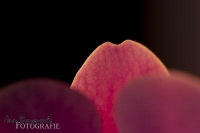orchidee