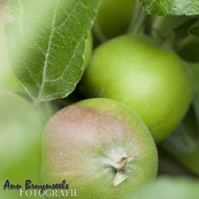 appeltjes