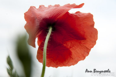 papaver