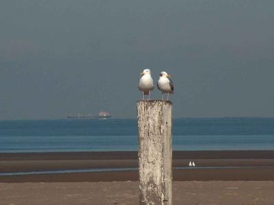 valentine seagulls