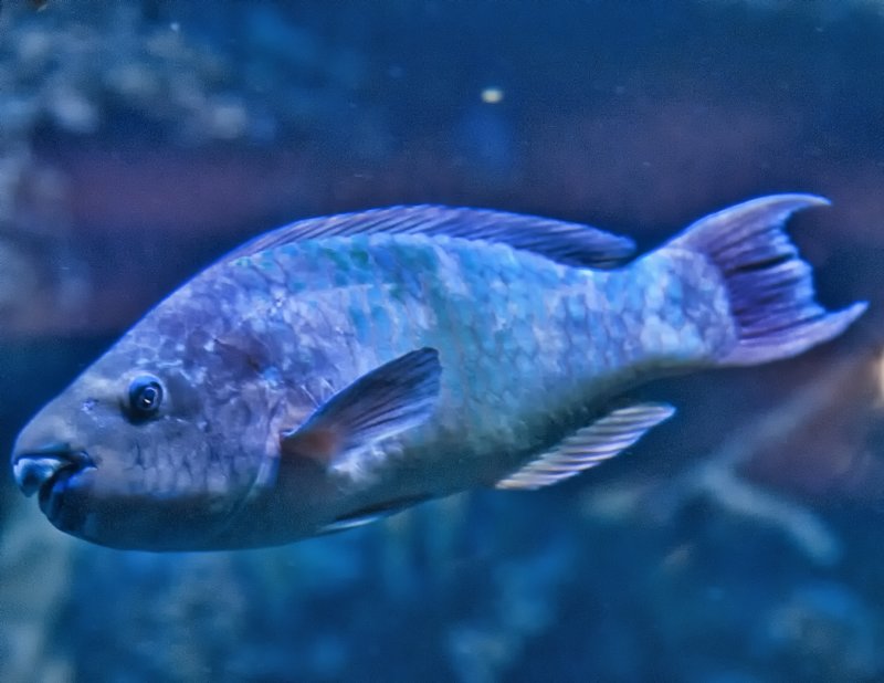 Life In A Fishtank