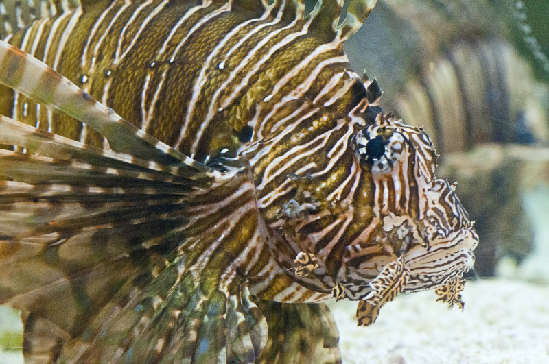 Lionfish