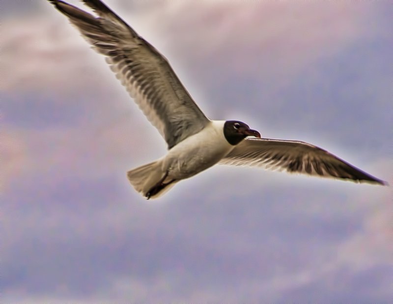 Seagull Above