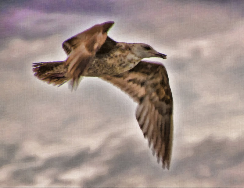 A Gull Of Another Color 1