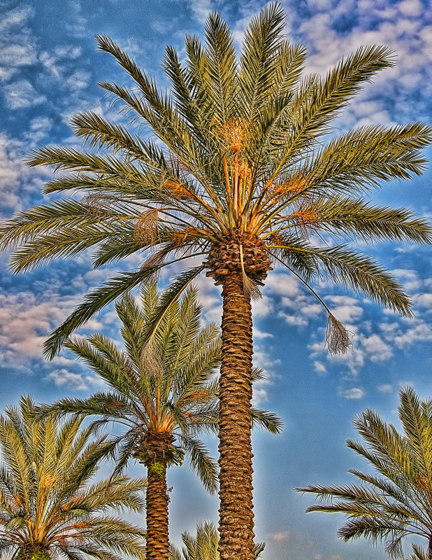 Orlando Palms