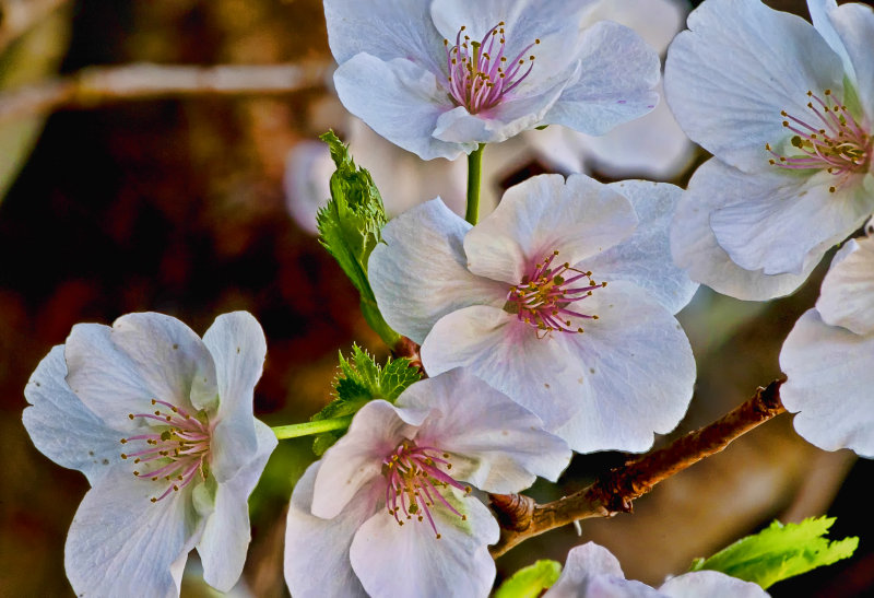 Bloomin Bradfords