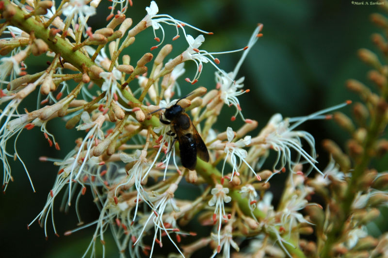 None of Your Bees nuss!