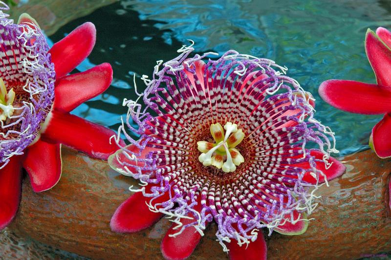 Passion Flower Ballet