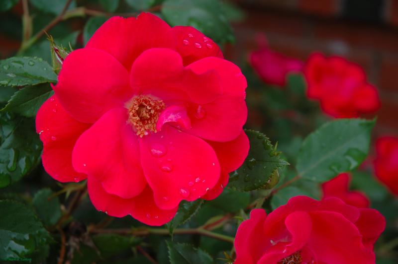 Teardrops & Roses