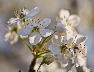 Blooms Of The Bradford Pear
