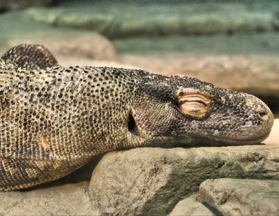 Komodo Dragon Dreams