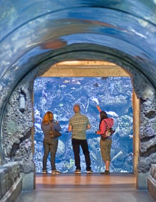Aquarium at Mandaly Bay, Las Vegas